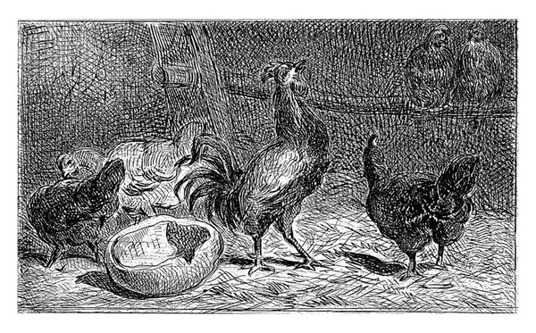 两只小鸡栖息在鸡舍里 还有三只小鸡四处乱跑 中间是一只啼叫的公鸡 — 图库照片