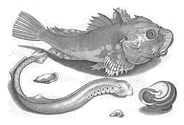 수염수리 달팽이 껍질은 물고기와 조가비를 식별하는 비문들이 — 스톡 사진