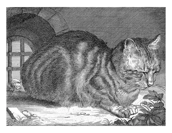 Gato Grande Anónimo Después Cornelis Visscher 1679 1702 Gato Agachado — Foto de Stock