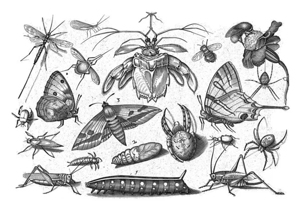 Verschillende Insecten Met Een Krab Aan Bovenkant — Stockfoto