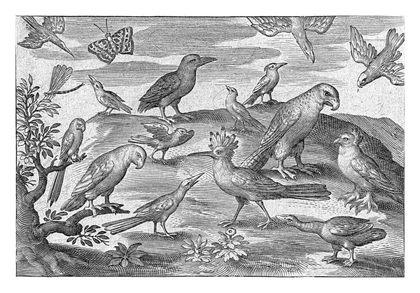 Hoopoe Other Birds Nicolaes Bruyn 1594 Vintage Engraved — 图库照片