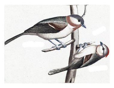 Glossy Head and Crested Tit, anonymous, 1688 - 1698 A Glossy Head and a Crested Tit on a branch. In addition, their names in Latin and French.