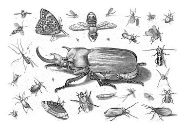 Different insects with an elephant beetle in the middle. clipart