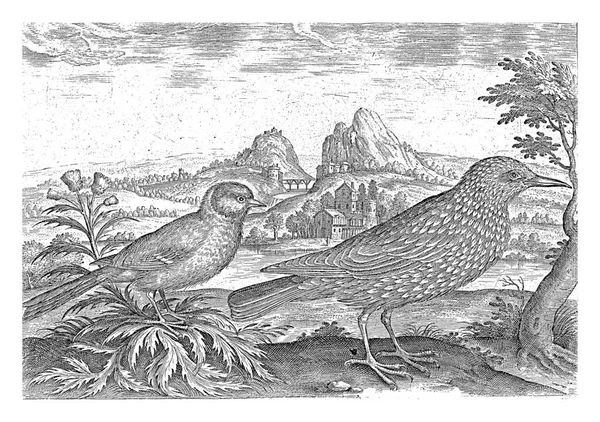 Starling Great Tit Landscape Print Part Series Birds Subject —  Fotos de Stock