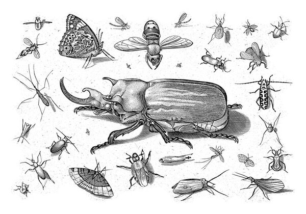 Different insects with an elephant beetle in the middle.