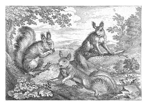 Τρεις Σκίουροι Ένα Δασώδες Τοπίο Αυτό Αποτύπωμα Είναι Μέρος Μιας — Φωτογραφία Αρχείου