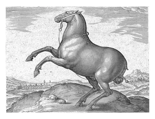 Ένα Σκυθικό Άλογο Προφίλ Τρέχει Εκτύπωση Έχει Λατινική Λεζάντα Και — Φωτογραφία Αρχείου