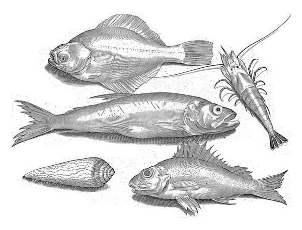 Flounder Shrimp Smelt Pos Inscriptions Identify Fish Latin Dutch — Stock Photo, Image