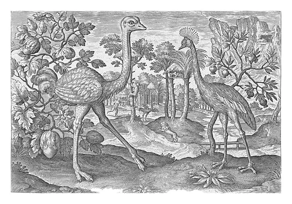 Uma Avestruz Guindaste Coroado Uma Paisagem Fundo Uma Avestruz Atacada — Fotografia de Stock