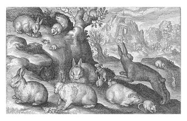 Tavşanlar, sincap, kobay ve fare Nicolaes de Bruyn, 1594, eski oyma..