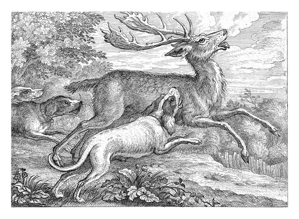 Three Dogs Hunt Deer Wooded Area Print Part Series Ten — Stock fotografie