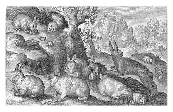 Кролики Белка Морская Свинка Мышь Николас Брюин 1594 Винтажная Гравировка — стоковое фото