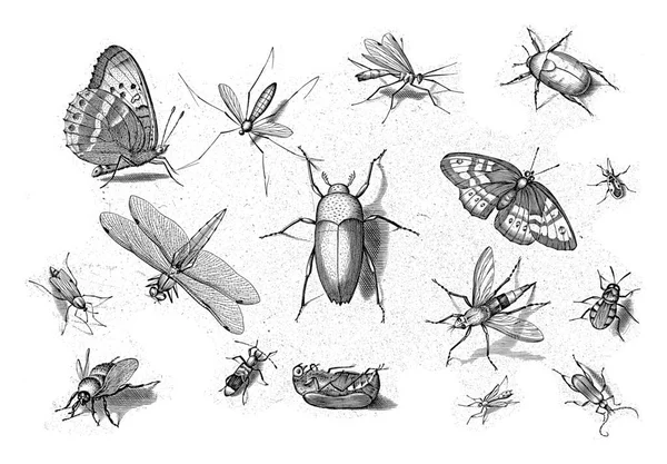 不同的昆虫 中间有甲虫 — 图库照片