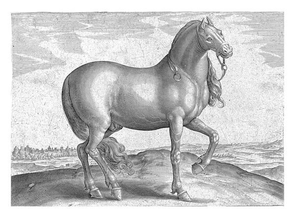 Een Siciliaans Paard Profiel Prent Heeft Een Latijnse Titel Maakt — Stockfoto