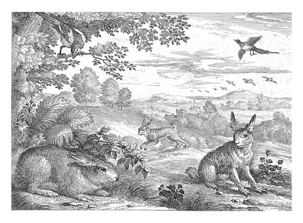 前景是两只野兔 在后面 第三只兔子跳到左边 两只喜鹊在天空中飞翔 这张照片是系列十幅不同动物的照片中的一部分 — 图库照片
