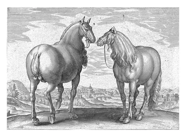 Roman Stallion Surrogate Mare Print Has Latin Caption Part First — Stock Photo, Image