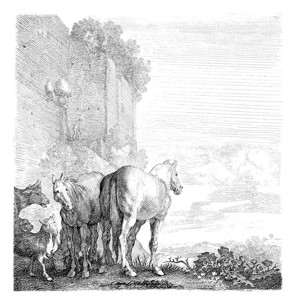 Dva Koně Kozami Krávou Vysoké Městské Zdi — Stock fotografie