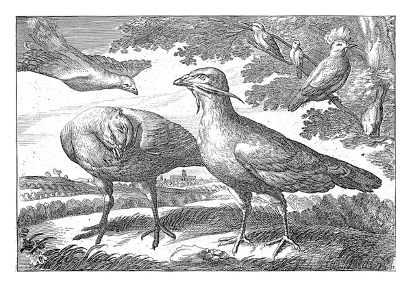 Gevangen Ganzen Een Landschap Rechts Vier Vogels Waaronder Een Kaketoe — Stockfoto