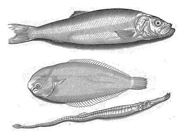 Sleď Obecný Jazyk Obecný Pipefish Nápisy Identifikují Ryby Latině Holandštině — Stock fotografie