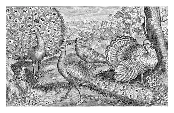 Two Peacocks Turkey Nicolaes Bruyn 1594 Vintage Graved — стоковое фото