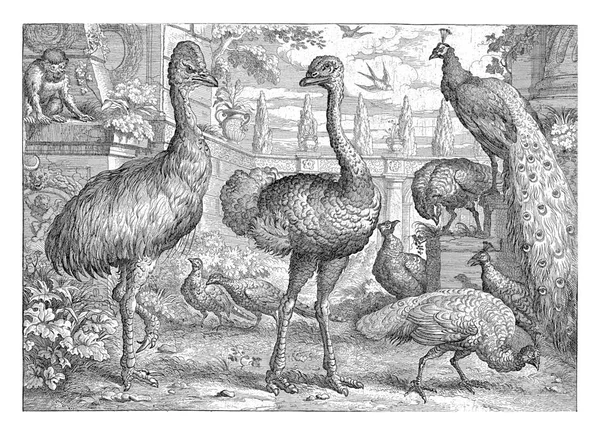 中间是鸵鸟 左边是高粱 右边的五个孔雀和一只猴子坐在一个基座上 两只燕子在空中飞翔 — 图库照片