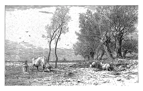 Pollard Willows著 Charles Emile Jacque 1823 1894年 放牧奶牛和羊 老式雕刻 — 图库照片