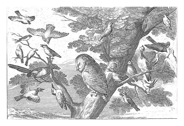 Сова Дереве Вокруг Стадо Птиц Смеющихся Над Ним — стоковое фото