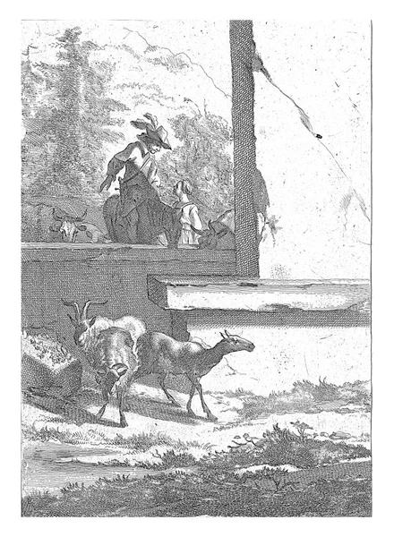 在墙的后面 站着一个骑马的 一个少妇 还有母牛 有三只山羊 — 图库照片