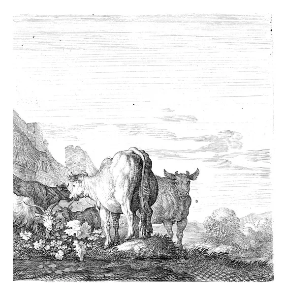 Krávy Kozy Krajině Domy — Stock fotografie