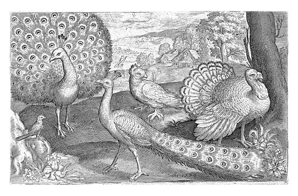 两只孔雀和土耳其 尼古拉斯 布鲁恩 1594年 古董雕刻品 — 图库照片