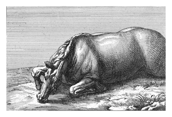 Kůň Ležící Břiše Levé Straně — Stock fotografie
