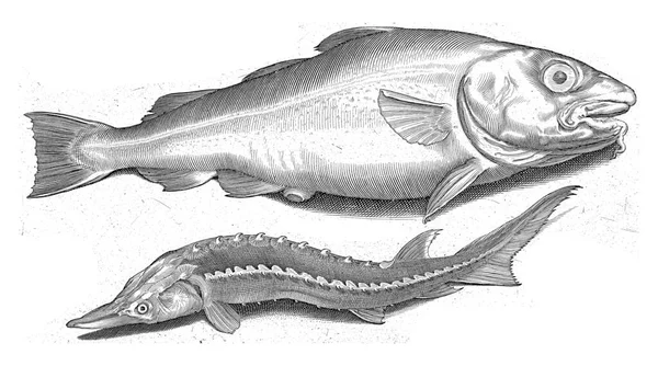 대구와 철갑상어 비문에는 물고기가 라틴어와 네덜란드어로 기록되어 있음을 알려준다 — 스톡 사진