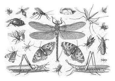 Ortasında yusufçuk olan farklı böcekler..