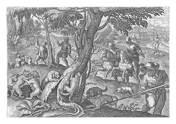 Мисливці Ловлять Диких Котів Вибиваючи Дерев Довгою Палицею Тоді Тварини — стокове фото