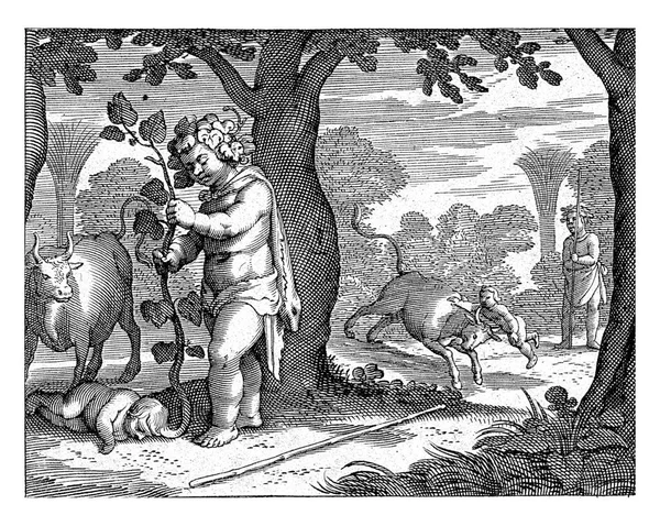 바쿠스의 펠로스는 황소가 떨어지면 죽임을 당하고 후그는 포도나무가 — 스톡 사진