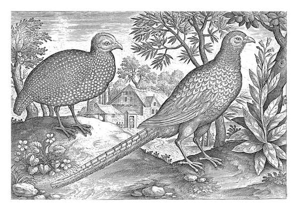 農場のある風景の中のモルモットとキジ 本作品は鳥を題材にしたシリーズの一部です — ストック写真