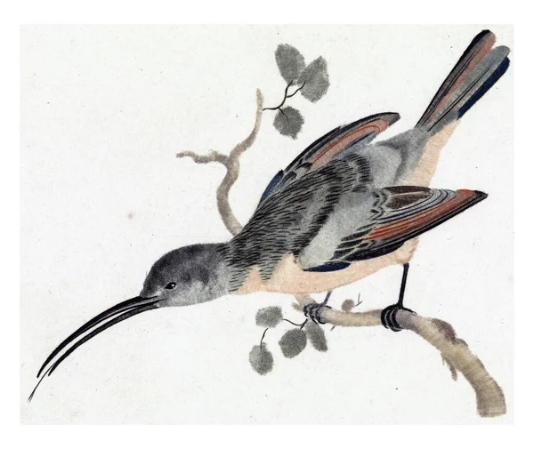 Kolibřík Větvi Vlevo — Stock fotografie