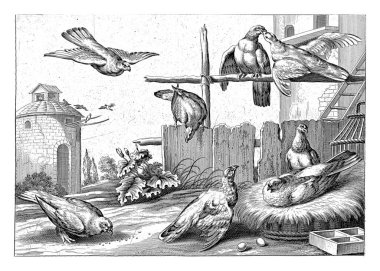 Güvercinlerin sağında iki gagalı güvercin var..