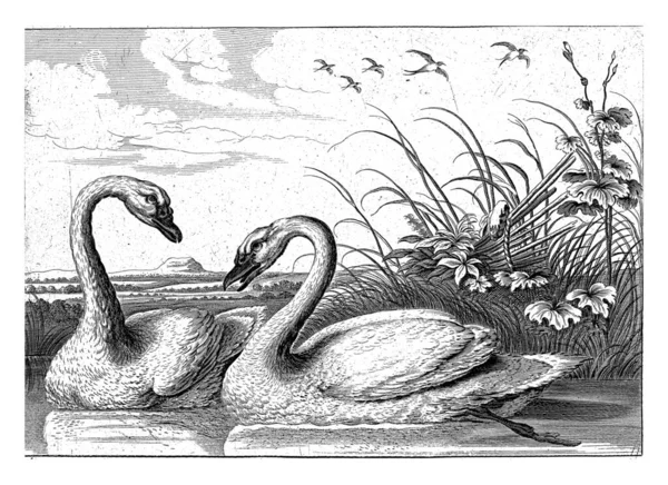 Dos Cisnes Nadando Collar Lengüeta — Foto de Stock
