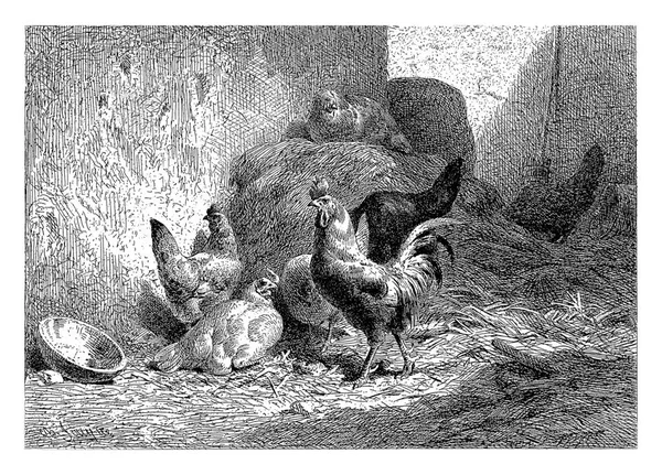 Kyckling Och Tupp Halmen Charles Emile Jacque 1864 Årgång Graverad — Stockfoto