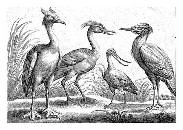 Four Wading Birds Pieter Van Lisebetten Après Wenceslaus Hollar Après — Photo