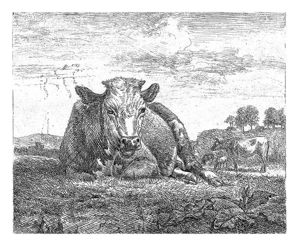 Лежащая Корова Адриан Ван Вельде 1657 Винтажная Гравировка — стоковое фото