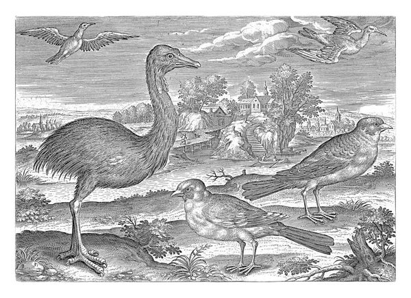 Ρέα Σπίνοι Και Άλλα Δύο Πουλιά Ένα Τοπίο Λιμνούλα Εκτύπωση — Φωτογραφία Αρχείου