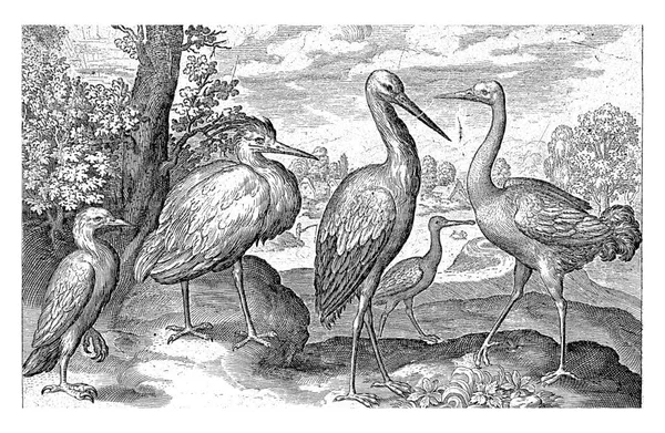 Stork Crane Heron Och Spoonbill Nicolaes Bruyn 1594 Årgång Graverad — Stockfoto
