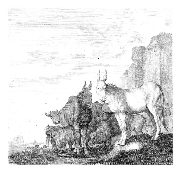 两只驴子站在一堵高墙旁边 驴的后面是野猪 奶牛和山羊 — 图库照片