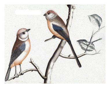 Long-tailed tit, anonymous, 1688 - 1698 Two long-tailed tits on a branch. In addition, their names in Latin and French.