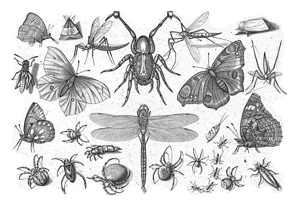 Olika Insekter Med Hängande Spindel Toppen — Stockfoto