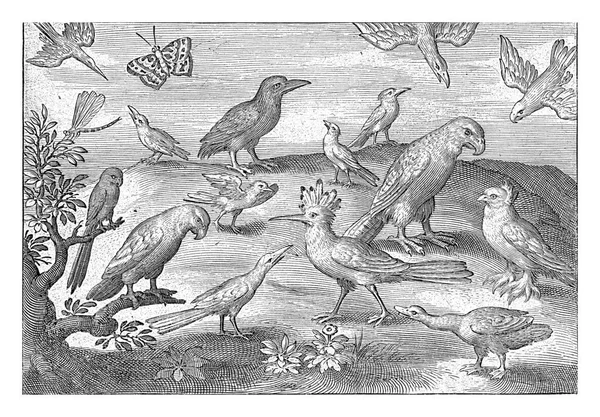 Wiedehopf Und Andere Vögel Nicolaes Bruyn 1594 — Stockfoto