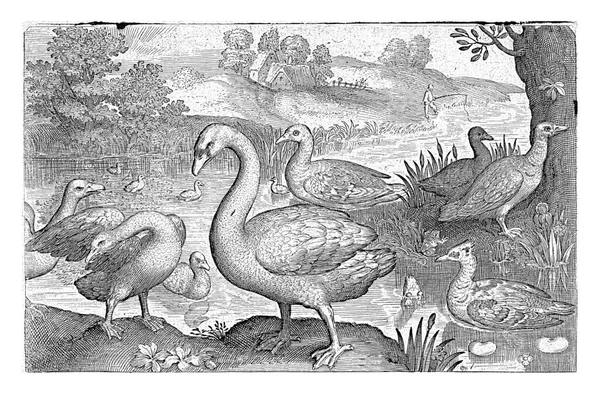 Labuť Husy Kachny Vodě Nicolaes Bruyn 1594 — Stock fotografie
