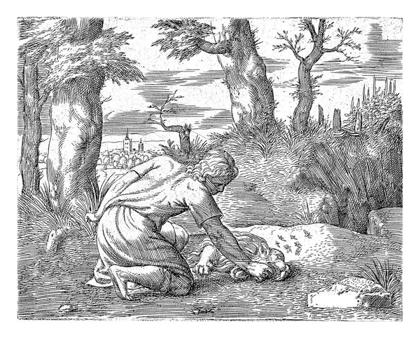 サムソンは死んだライオンの中で蜂蜜を見つけます コーネリス マジス 1549サムソンは 彼が以前に殺したライオンによってひざまずいていると蜂の群れが死体に囲まれていることを発見し その中に蜂蜜があること — ストック写真